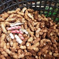 ราคา ถั่วดิน ถั่วใต้ดิน ถั่วลิสงดิบ ขุดสดจากสวน สำหรับนำไปต้มกิน ปรุงอาหาร (บรรจุ 5 ก.ก.) (22776726002)