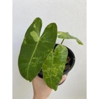 ราคา ฟิโลเดนดรอนเบอร์เบิ้ลมาร์คด่าง หรือ เบอร์มาร์คด่าง Philodendron burle marx variegated (11426650784)