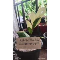 ราคา ต้นกวักมรกตด่าง❤️❤️❤️❤️❤️❤️ (4387220132)