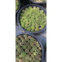 ราคา แคกตัส ยิมโนเขียวเชื้อด่าง (14140660009)