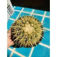 ราคา กระบองเพชร ถังทอง จัดส่งทั้งกระถาง (17604536110)