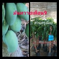 ราคา กิ่งพันธุ์มะม่วงมันทวายเดือน9 สูง80ซม. แบบทาบกิ่ง ออกลูกทวายตลอดทั้งปี (9078866891)