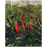 ราคา เมล็ดพริกขี้หนูจินดาดำ (สีออกเขียวเข้มขนาดเท่าพริกจินดาทั่วไปใหญ่กว่าพริกขี้หนูสวน)ซองละ29 บาทเมล็ดจากบ้านสวนปลูกต่อได้ (10024584492)