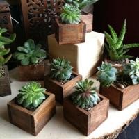 ราคา กระถางใส่ต้นไม้ กระถางไม้ กระถางจิ๋ว (50960264)