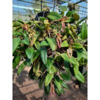 ราคา กล้วยไม้สิงโตนักกล้ามกอใหญ่ดอกสีสดหอมมากๆ ฤดูดอกหน้าหนาว (7663884650)