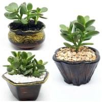 ราคา ไม้มงคล ต้นคาสซูล่า ต้นใบเงิน ต้นไม้สวรรค์ (2089087235)