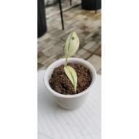 ราคา กล้วยด่างป่าลายฟลอริด้า (4396671776)