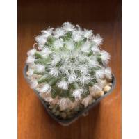 ราคา แมมขนแกะ mammillaria bocasana (13914025429)