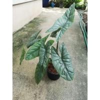 ราคา alocasia corazon ม้าสีหมอก ไม้สะสมหายาก ฟอร์มสวย (8508865562)