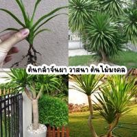 ราคา ต้นจันผา ต้นกล้าจันผา วาสนา ต้นละ10 บาท ออเดอร์ละ 10 ต้น (20744788679)