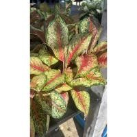 ราคา อโกลนีมาสิบกะรัต(Aglaonema 10 Karat) อโกลนีมา 10กะรัต/สิบกะรัต (22251880497)