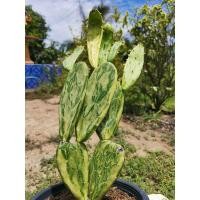 ราคา เสมาด่าง 1 ต้น ตรงปก เสมา โอพัน​เทีย​ด่าง โอพันเทีย ไม้ด่าง ใบด่าง ไม้ใบ Cactus แคคตัส กระบองเพชร ราคาถูก​ (8184280313)