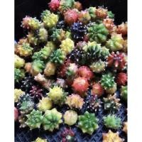ราคา หน่อยิมโนเด็ดสด ชุดละ 30 หน่อ ((( CACTUS))) (5180249837)