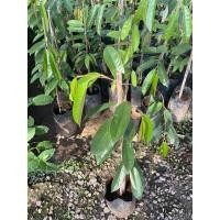 ราคา ทุเรียนพันธ์ ก้านยาว (10877683009)