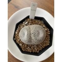ราคา Mammillaria microthele (แคคตัส แมมนกฮูก แตกตาแล้ว) (11136240867)