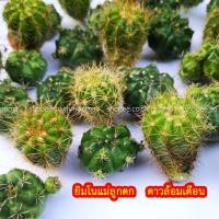 ราคา หน่อ แคคตัส 7บาท ราคาถูก กระบองเพชร สำหรับมือใหม่หัดปลูก ดาวล้อมเดือน ยิมโนแม่ลูกดก (3252322638)