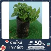 ราคา วอเตอร์เครสฮาวาย ผักเป็ดญี่ปุ่น สลัดน้ำสีเขียว น้ำแดง (15005254954)