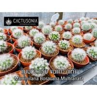 ราคา แมมขนแกะ ขนแกะ Mammillaria Bocasana Multilanata (9549422867)