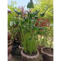 ราคา ต้นไม้มงคล ต้นห่อเงิน ห่อทอง หรือ กอบเงิน กอบทอง เงินทองไม่รั่วไหล (9494858186)