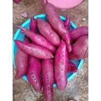 ราคา มันม่วง มันญี่ปุ่น มันหวาน (8860777914)