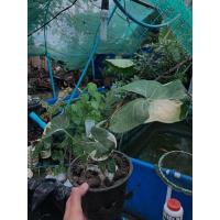 ราคา ถุงเงินถุงทองด่าง Xanthosoma sagittifolium (L.) Schott ‘Albomarginata’ (9675440487)
