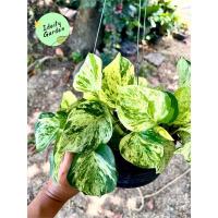 ราคา พลูแอปเปิ้ล Epipremnum aureum #พลูด่าง #ไม้ฟอกอากาศ (20309533273)