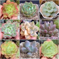 ราคา กุหลาบหิน หลากสายพันธุ์ #กุหลาบหิน #ไม้อวบน้ำ (15767704316)