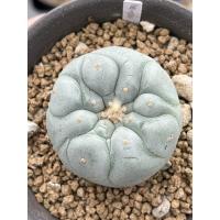 ราคา Lophophora Fricii ไม้เมล็ด (16679088445)