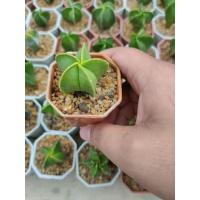 ราคา ไมริโอสติกม่า เขียว หมวกสังฆราช Astrophytum Myriostigma (14088932126)
