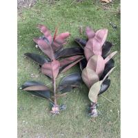 ราคา ต้นยางอินเดียดำ Rubber Plant (10732207135)