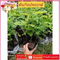 ราคา ต้นกัลปพฤกษ์​ กัลปพฤกษ์​ต้นไม้​มงคล​ สูง​ 15-25​ ซม. (20671183963)