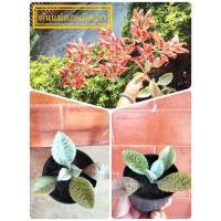 ราคา ต้นเศรษฐีหมื่นล้าน ต้นไม้มงคล เสริมโชคลาภ (7479189830)