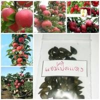 ราคา ขายถูก 100 เมล็ด เมล็ดแอปเปิ้ลแดง red apple seeds เมล็ดพันธุ์นำเข้า แอปเปิ้ลแคระ แอปเปิ้ลจิ๋ว แอปเปิ้ลบอนไซ ไม้บอนไซ (4607184229)