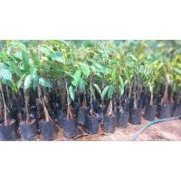 ราคา ต้นกล้าต้นทุเรียนรุ่นพิเศษต้นทุเรียนหมอนทองเสริมราก 3 รากขนาด 80 ซ.ม. (21588031492)