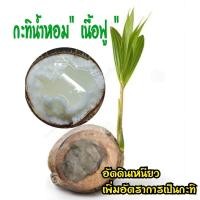 ราคา ต้นมะพร้าวกะทิ มะพร้าวกะทิน้ำหอมดำเนินแท้ต้นเตี้ย อัดดินเหนียวเพิ่มต้นเป็นกะทิ 100% จากสวนดำเนิน (5512193161)