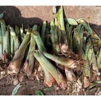 ราคา กล้วยน้ำว้าพันธุ์ใหญ่ ลูกดก ผลใหญ่ ไส้เหลือง รสหวานอร่อย ขายแบบเป็นหน่อนะคะ (15147392570)