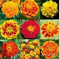 ราคา อินทรีย์็ด อินทรีย์็ด ดาวเรืองฝรั่งเศสอินทรีย์สีอินทรีย์ที่สุด 10 บ.อินทรีย์ดาวเรืองฝรั่งเศสอินทรีย์สี 10 อินทรี ผักบุ้ (19478146115)