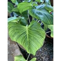 ราคา เสน่ห์จันทร์ขาวกลาย ไม้มงคล (13756660088)