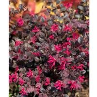 ราคา ต้นหงส์ฟู่หรทอต้นมั่งมีศรีสุข (21089306903)