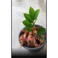 ราคา ต้นกวักมรกตต้ไม้มงคลเรียกทรัพย์ดูดทรัพย์ (8345962348)