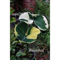 ราคา Alocasia mickey mouse ต้นถุงเงินถุงทอง บอนเงินบอนทอง (11307158736)