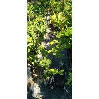 ราคา ต้นฝรั่งกิมจู กิ่งตอน (5660955971)