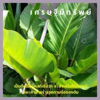 ราคา เศรษฐีมีทรัพย์ เศรษฐีรวยทรัพย์ (1205830027)