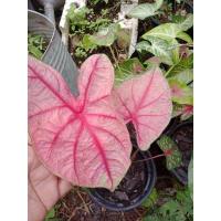 ราคา บอนสีสวยๆเจ้ากรุงเดนมาร์ก (11149748591)