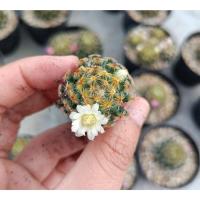 ราคา แมมขนนกเหลือง คละสีดอก Mammillaria Schiedeana (22854278108)