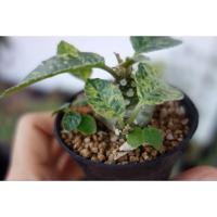 ราคา ต้นมะพร้าวทะเลทราย Dorstenia hybrid (18707519318)