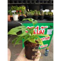 ราคา ต้น​พลู​ฉลุ​ต้นไม้​มงคล​ (9850336370)