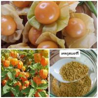 ราคา เมล็ดเคพกูสเบอร์รี่ (Cape Gooseberry) -โทงเทงฝรั่ง 1 ซอง บรรจุ 100 เมล็ด (12135597188)