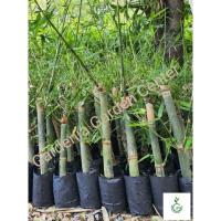 ราคา ไผ่บงหวานเพชรน้ำผึ้งเบอร์ 9 ของเเท้ 100% ไผ่ทานดิบได้ หวาน กรอบอร่อย ไม่มีสาร ไซยาไนด์ ทานได้ทุกวัย 1 ต้น 500 ฿ (20510393205)