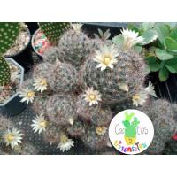 ราคา แมมเม็ดพริกดอกเหลือง *ส่งทั้งกระถาง 4 นิ้ว #แมมเม็ดพริก #ต้นกระบองเพชร (7448984803)